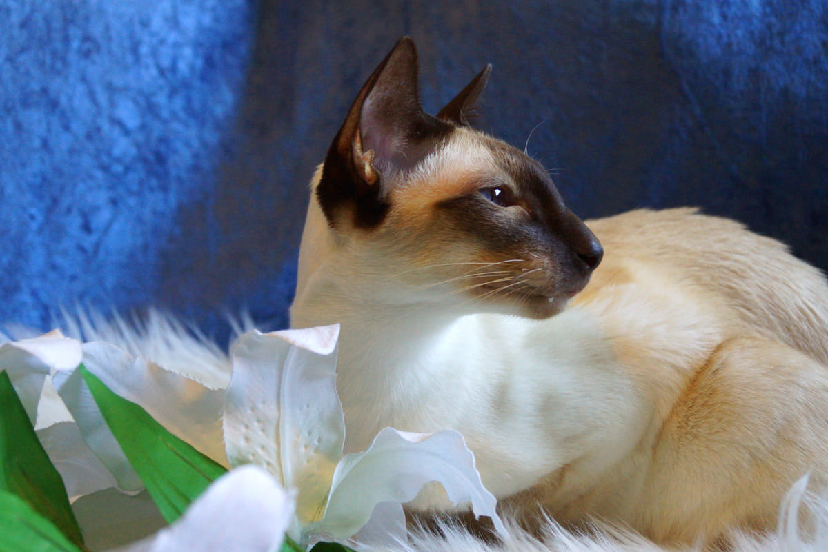 javanese cat