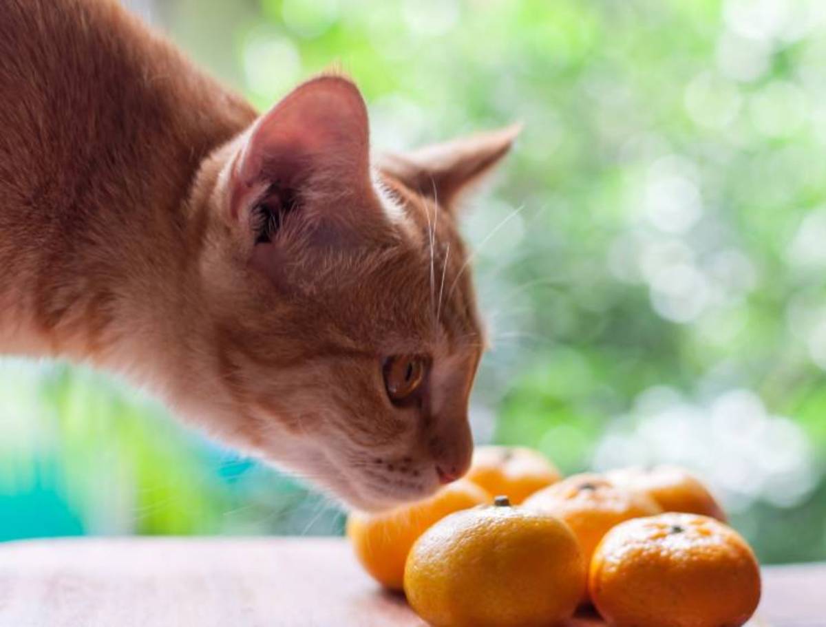 A cat sniffing a tangerine