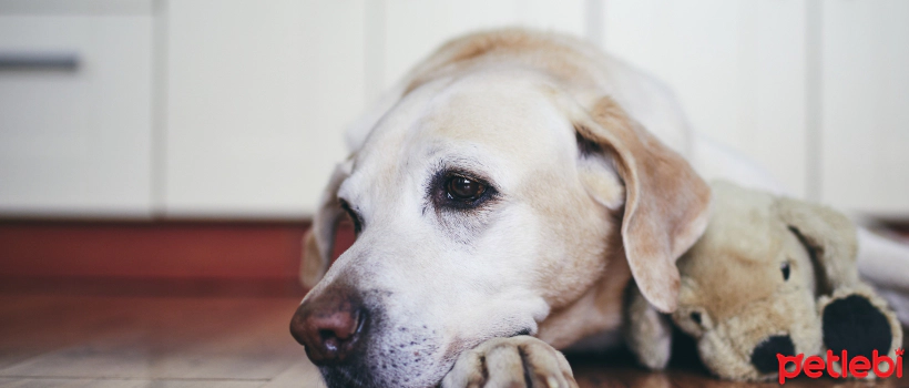 5 Advantages and Challenges of Adopting an Adult (Senior) Dog
