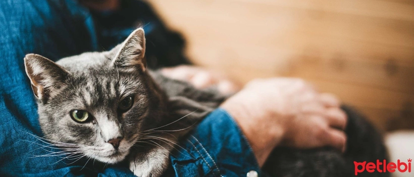 How to Estimate the Age of an Adopted Cat?