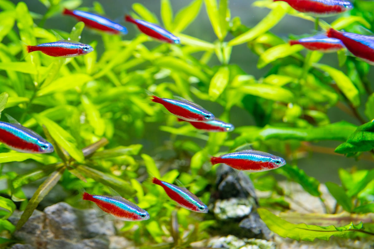 Bright Fish in a School in the Aquarium