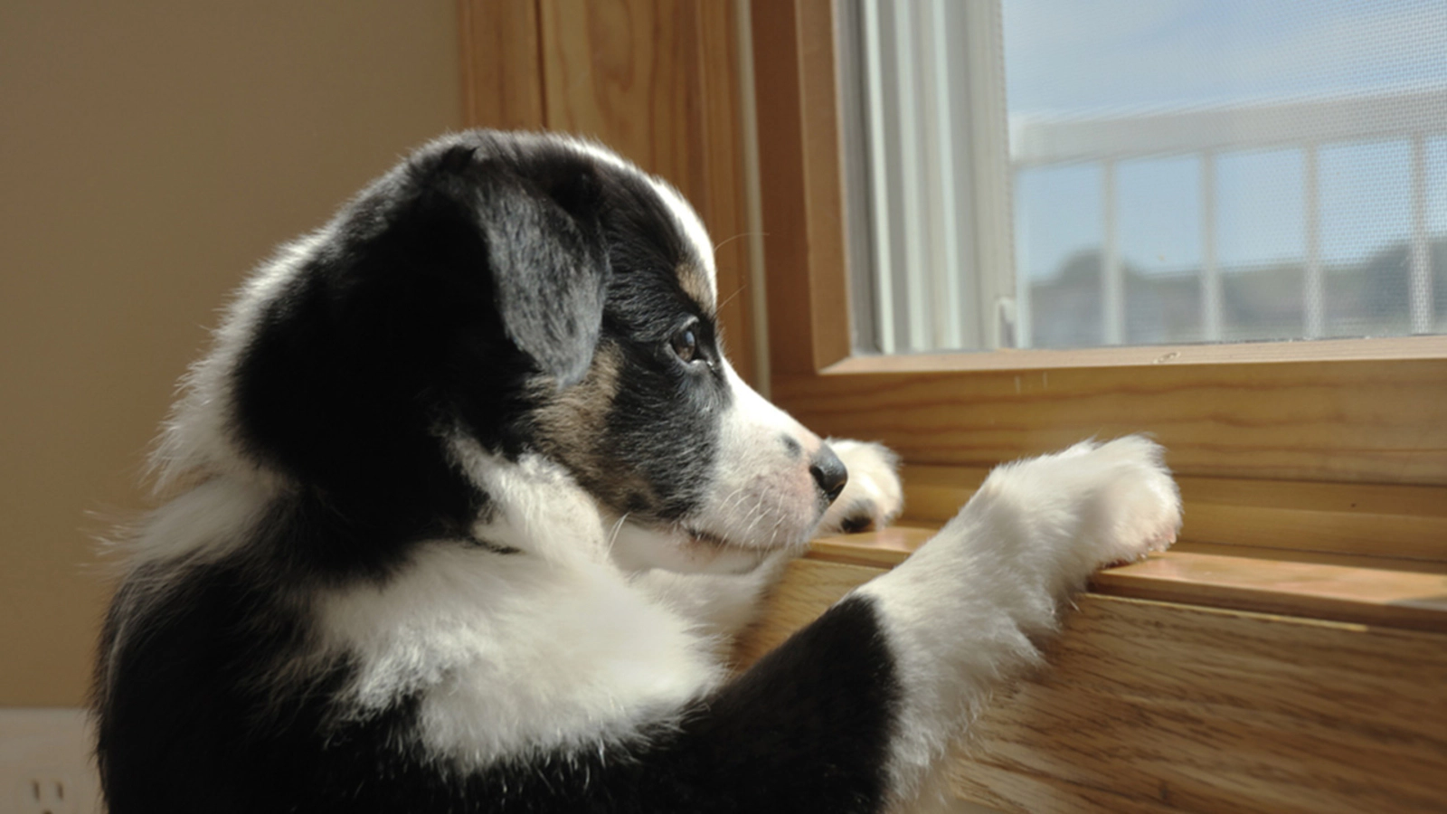 dog looking out the window