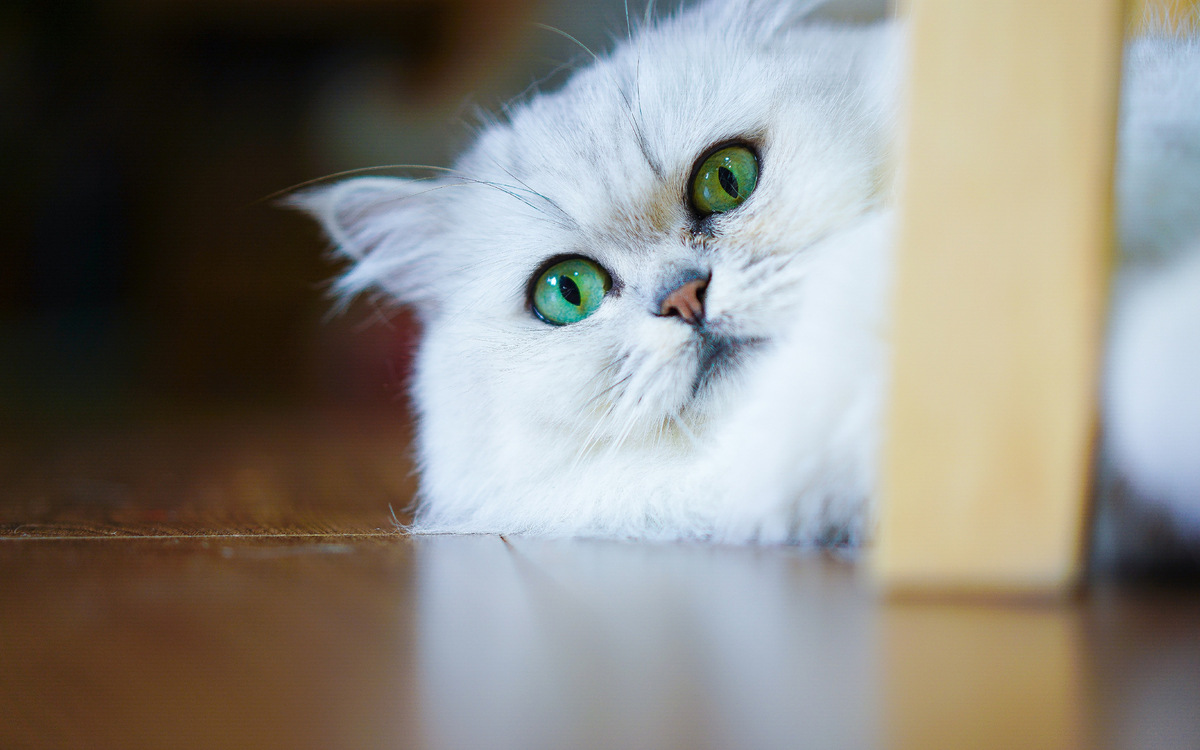 Chinchilla cat hiding somewhere and looking around curiously