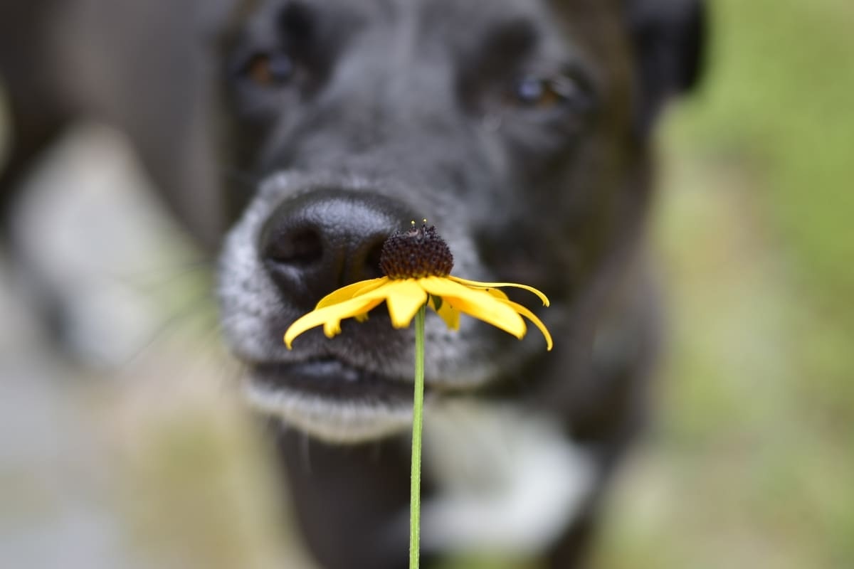 Black dog sniffing flowers
