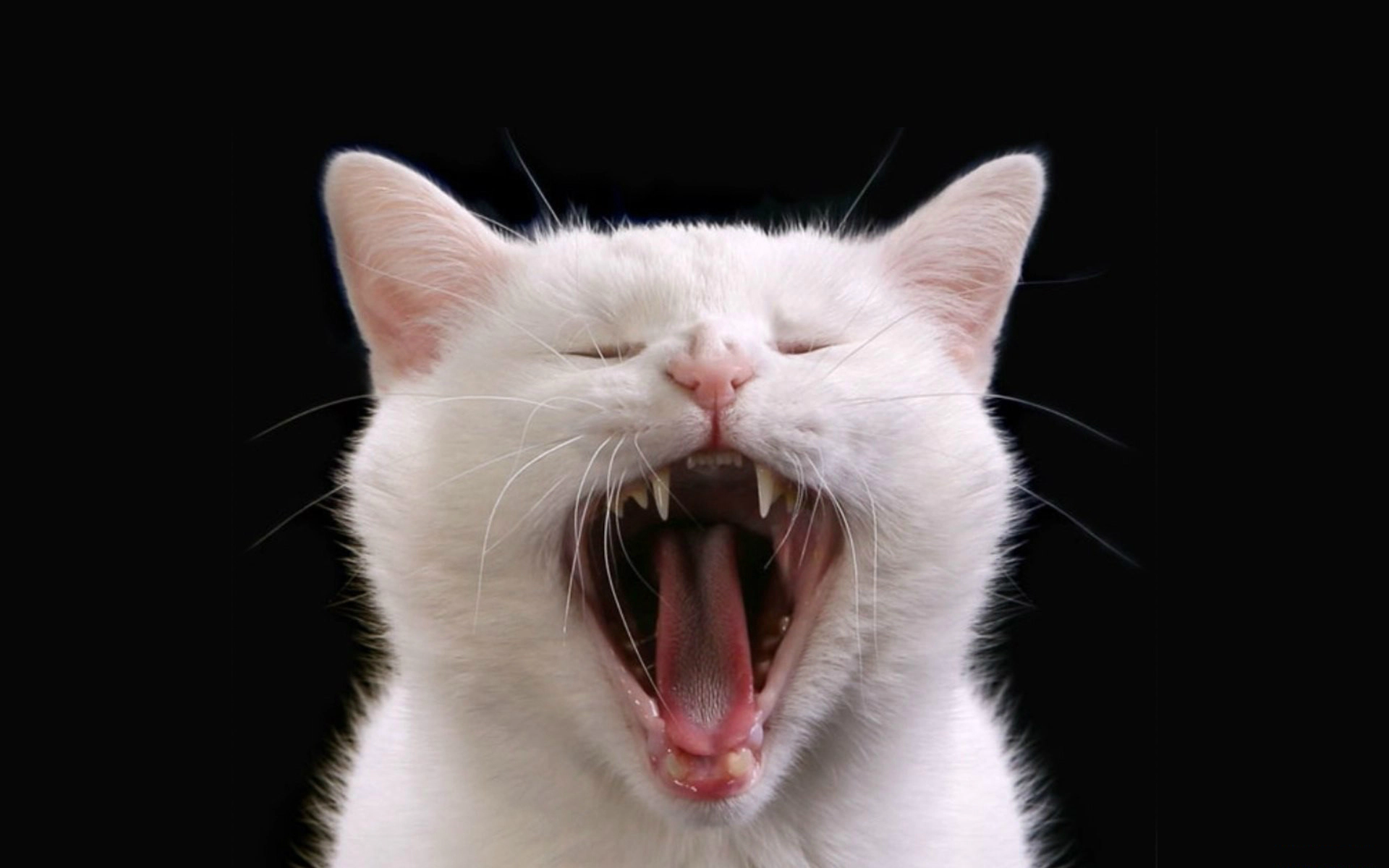 A white cat with its mouth open