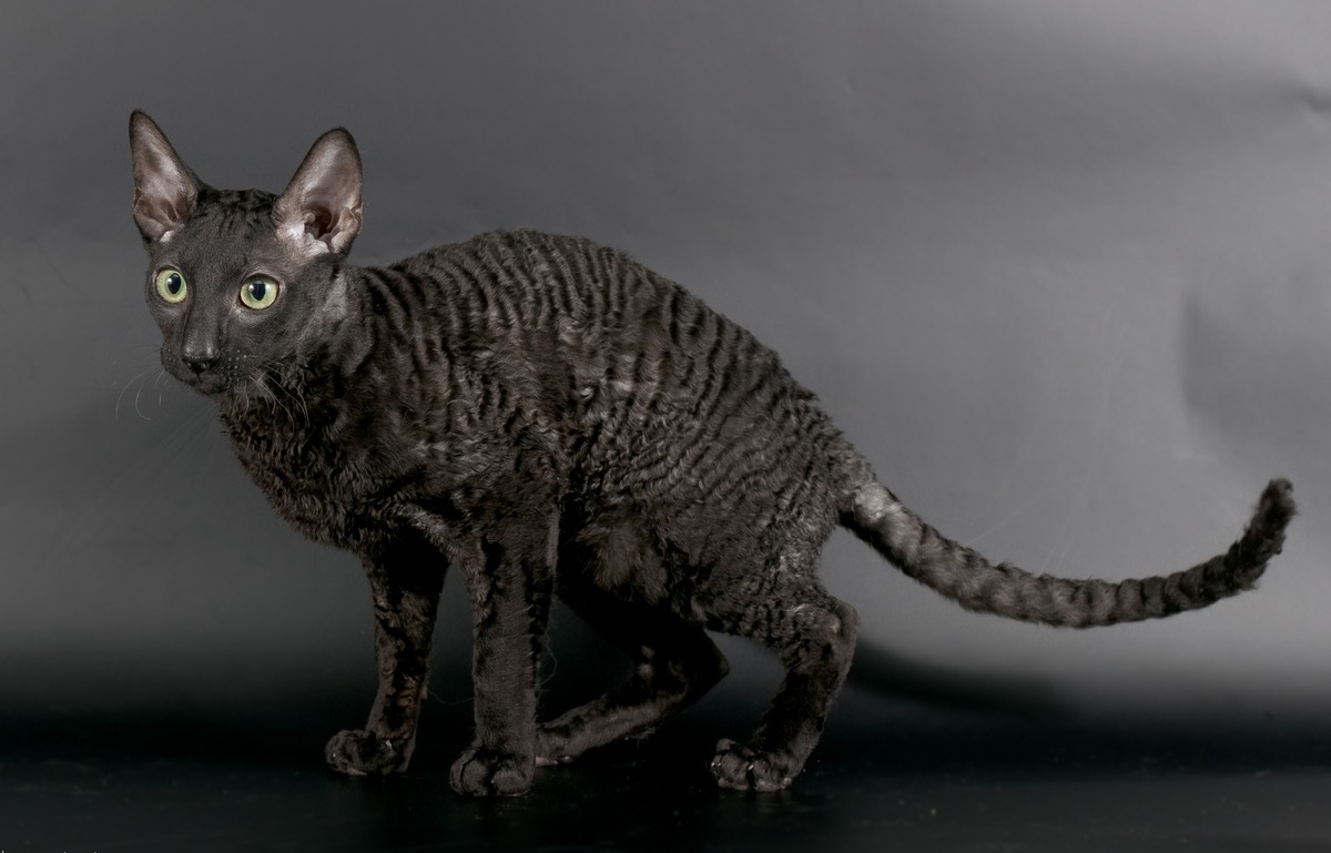 Dark gray big-eared cat