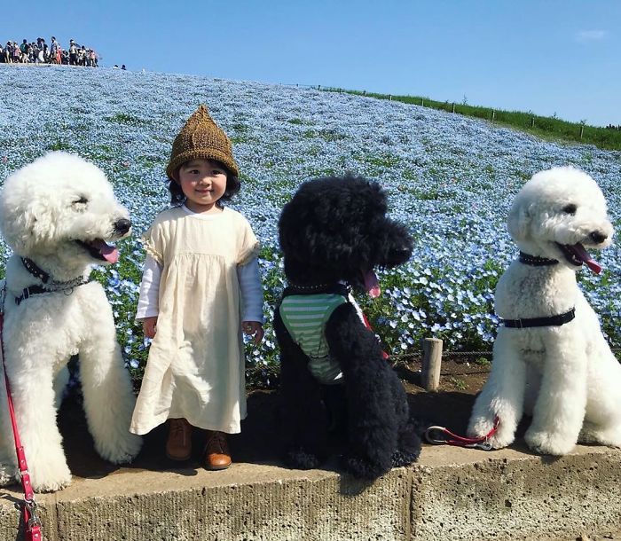 Little girl playing with three Poodles
