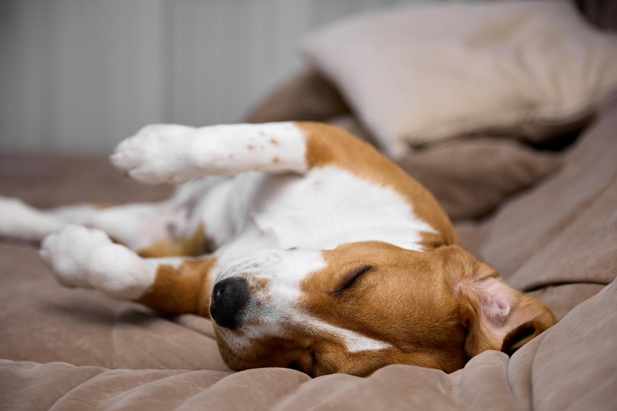 Small breed dog lying on its back
