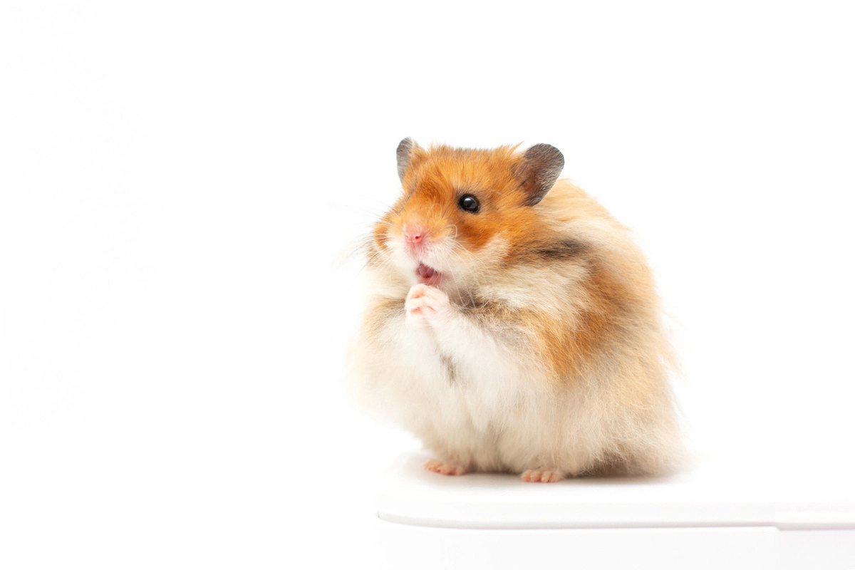 Hamster with white and reddish-brown fur