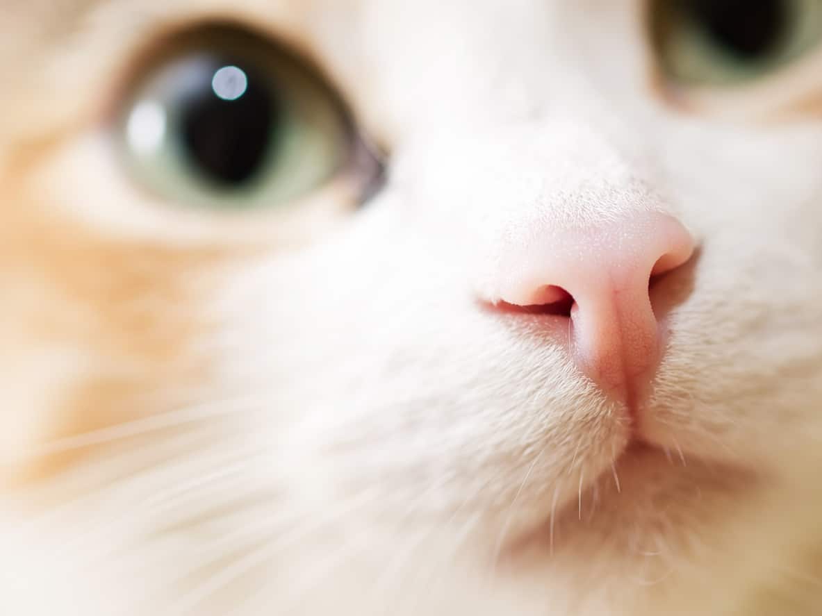 pembe burunlu beyaz kedi