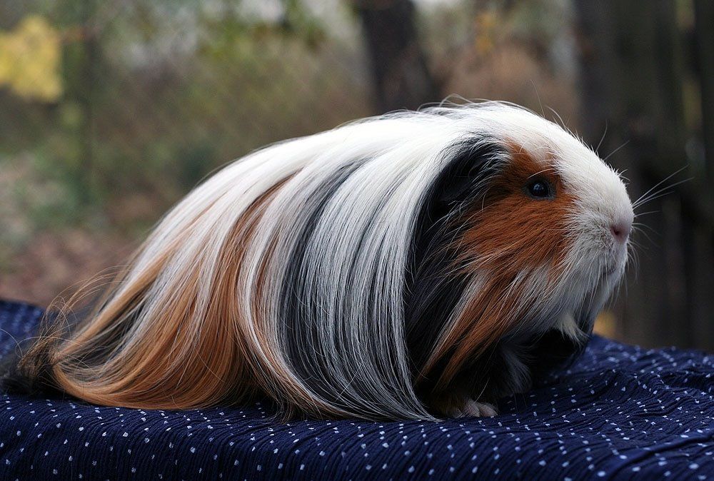 Silkie guinea pig