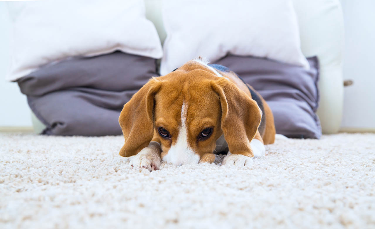 Dog with its nose buried in the carpet