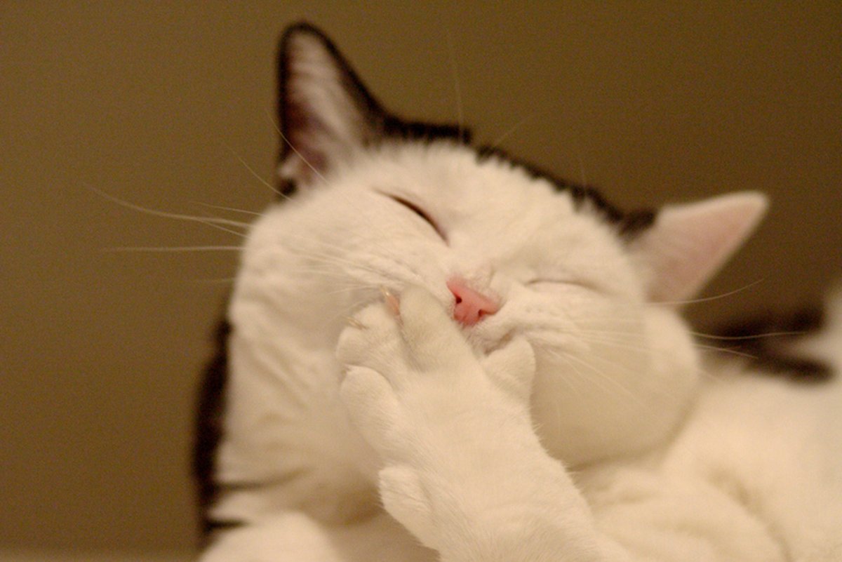 White tabby cat covering its mouth with its paw