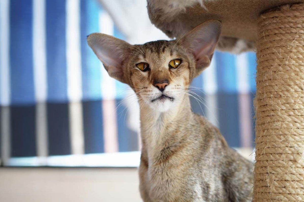 A cat with large ears standing next to its scratching post