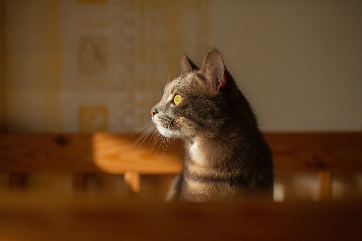 A cat turning its head and looking to the side