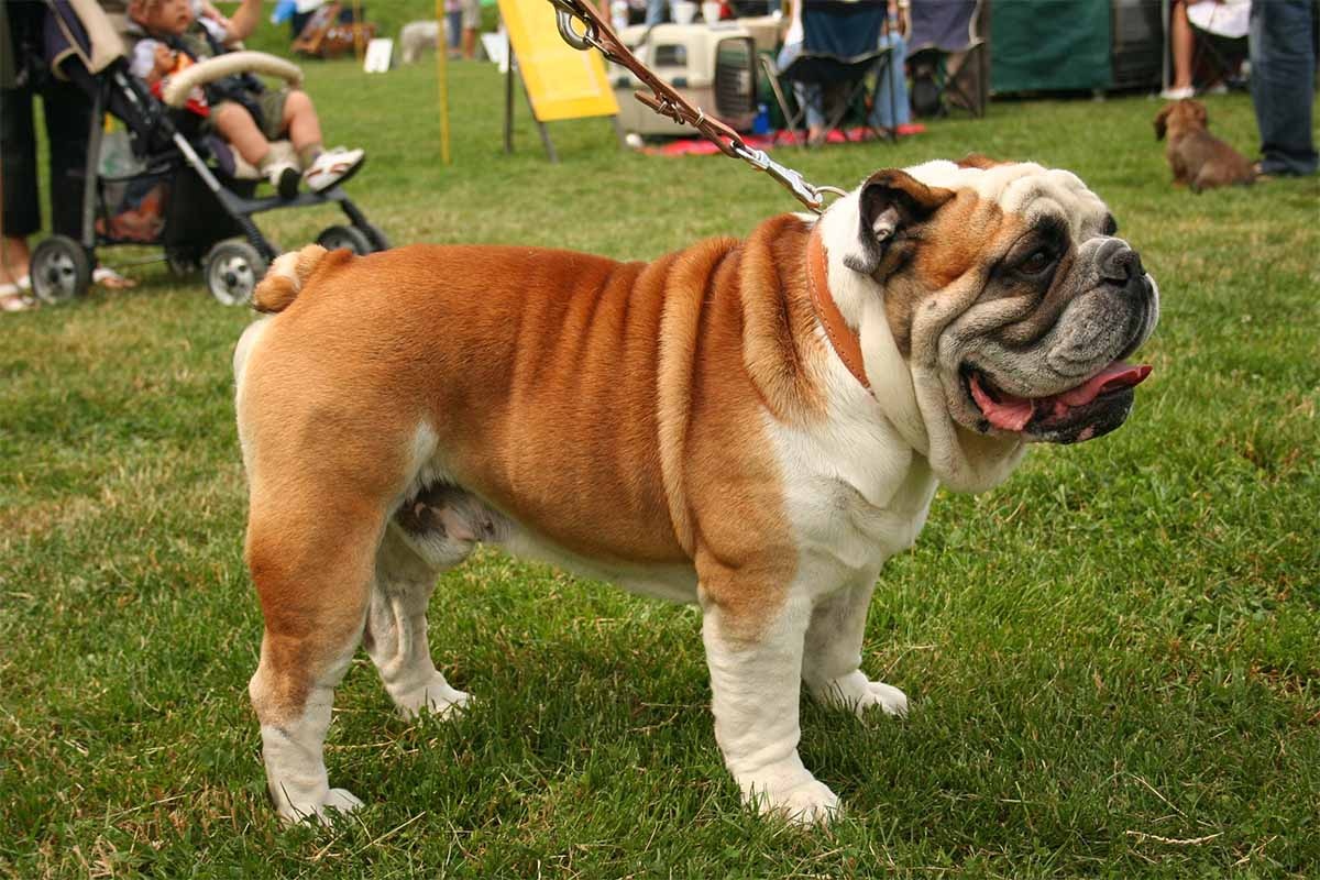 English Bulldog standing on a leash