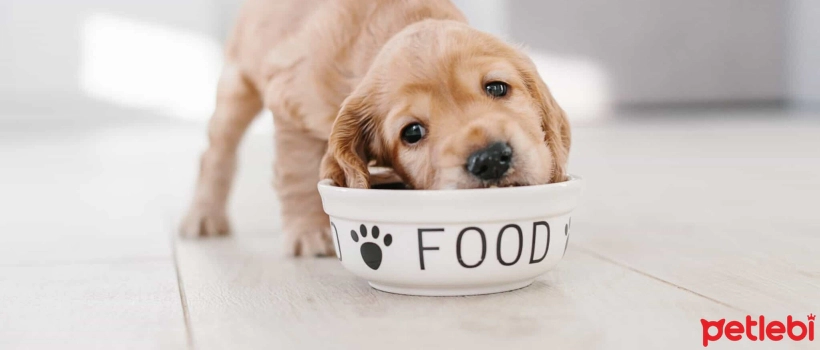 Nutrition in Medium Breed Puppies