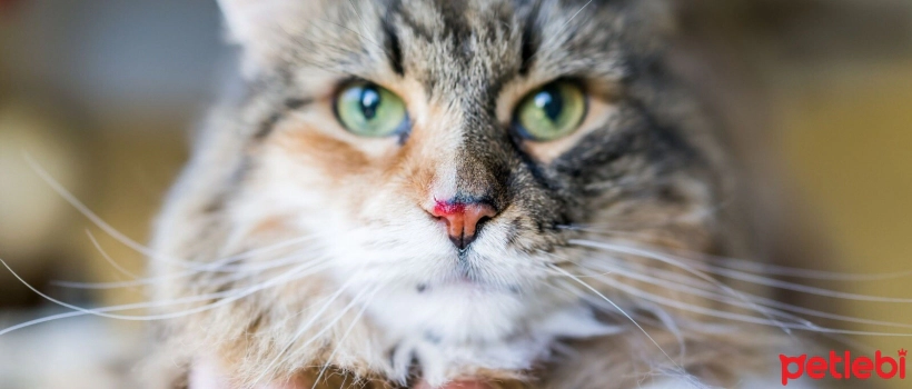 Nosebleeds (Epistaxis) in Cats: Symptoms, Causes, and Treatment