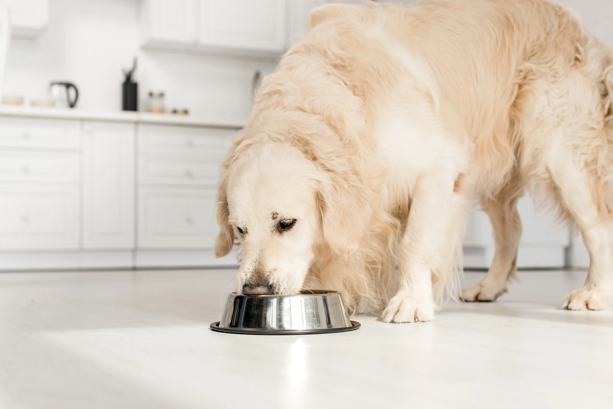 Golden Retriever eating food