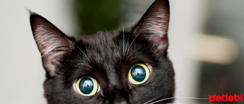 B Vitamin Deficiency and Symptoms in Cats