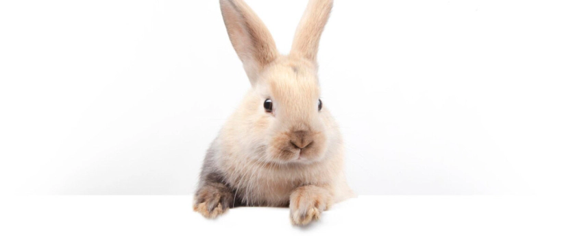 Characteristics, Feeding and Care of Rabbits