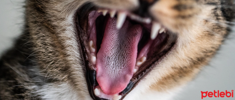 Tooth Loss in Cats