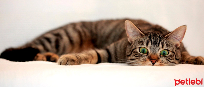 Can a Normal Cat Eat Neutered Cat Food?