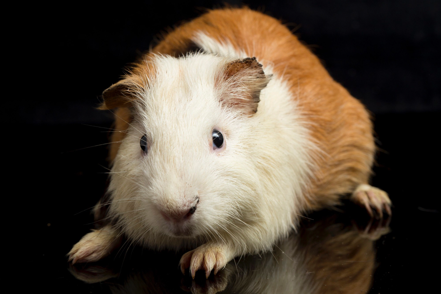 White-brown furred guinea pig