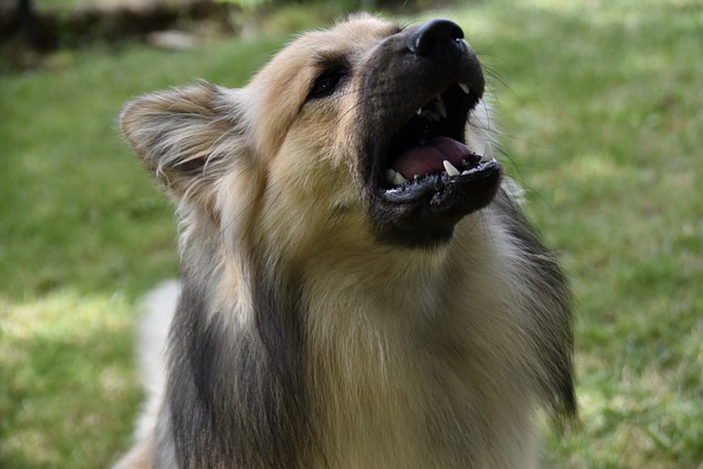 Long-haired dog with its mouth open