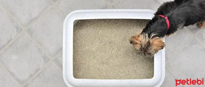 Why Do Dogs Eat Cat Litter?