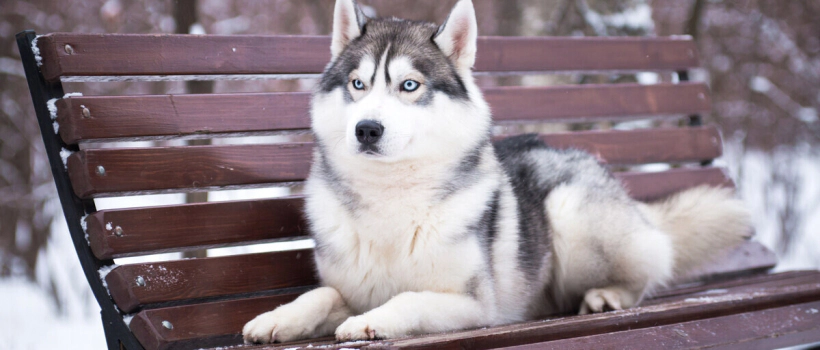 Siberian Husky Characteristics, Care and Feeding