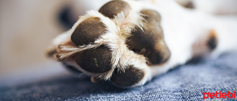 Common Paw Problems in Dogs