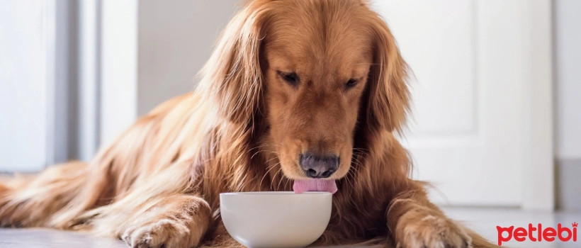 Do Dogs Eat Rice?