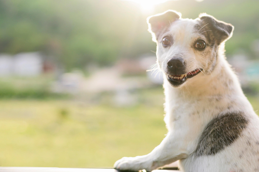 Elderly small breed dog looking at the camera