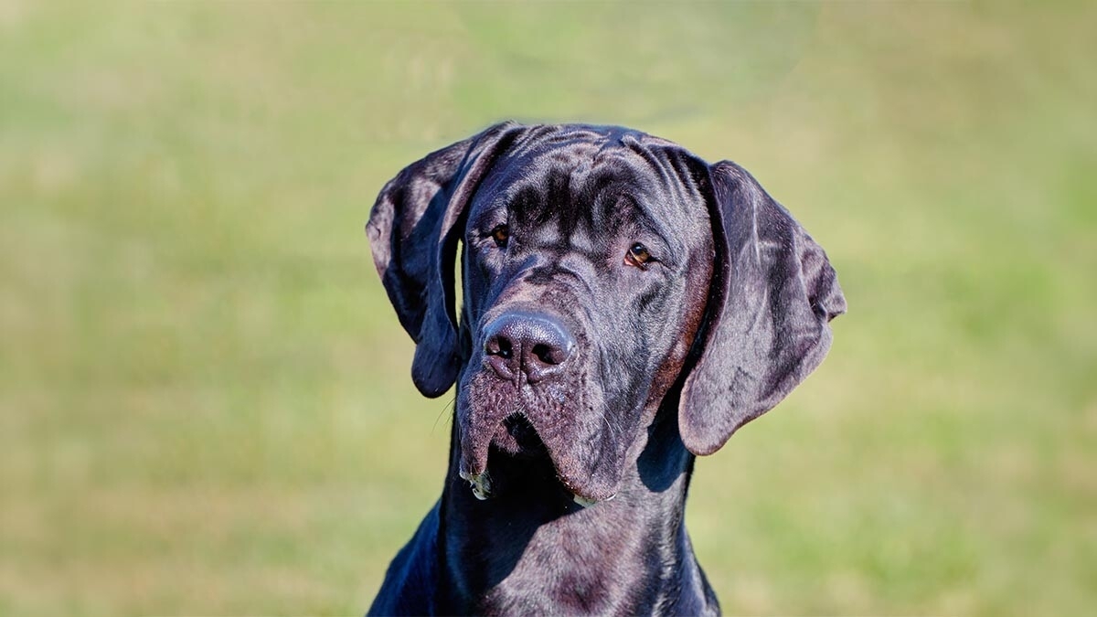 Great Dane Characteristics, Care and Temperament