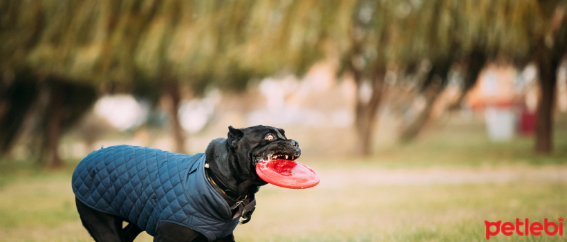 Choosing Dog Clothes According to Your Dog's Size