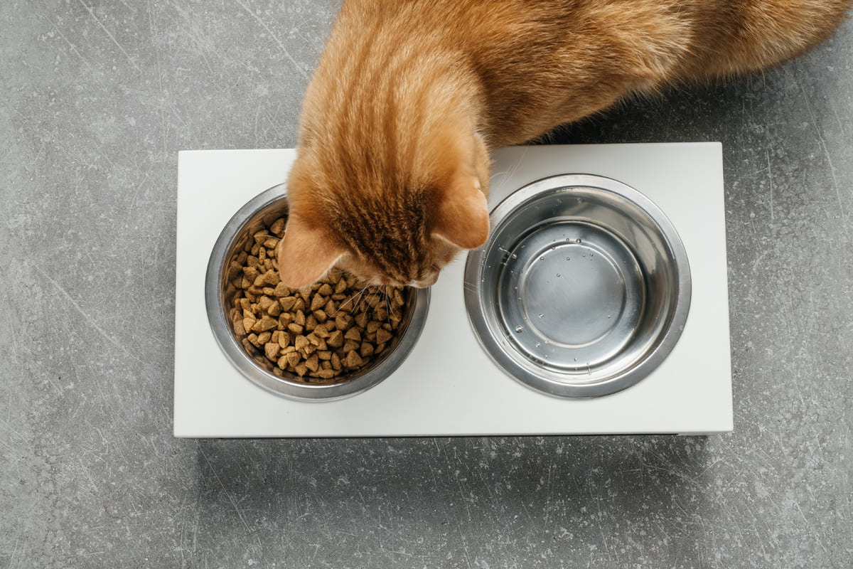 A cat eating food