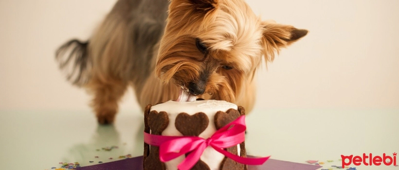 Dog Birthday Cake