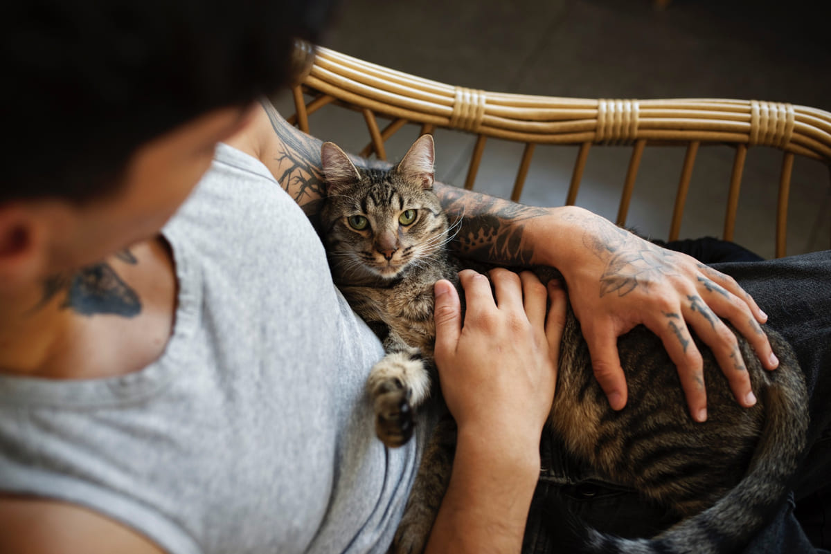 Tabby cat looking nervously in lap