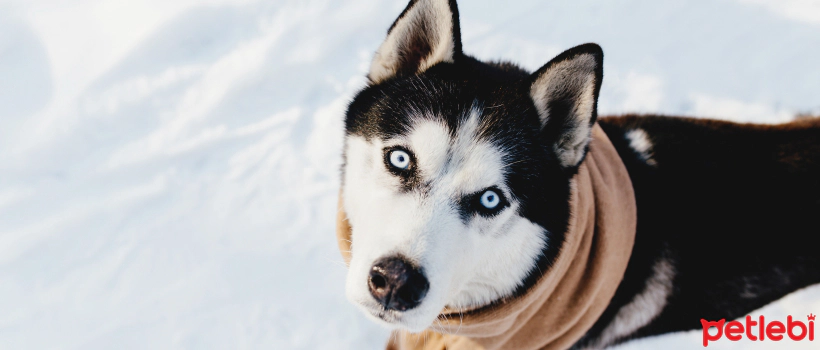 The World's Oldest Dog Breeds