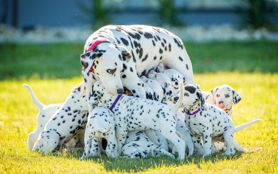 White and black mother dog feeding her puppies in the garden
