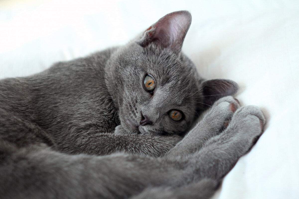 Grey-furred cat lying down, eyes open