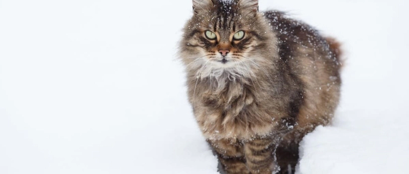Siberian Forest Cat Characteristics, Care and Feeding