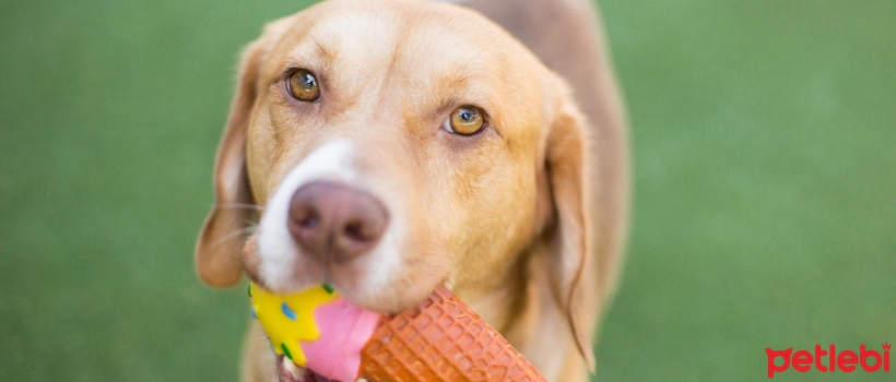 Can Dogs Eat Ice Cream?
