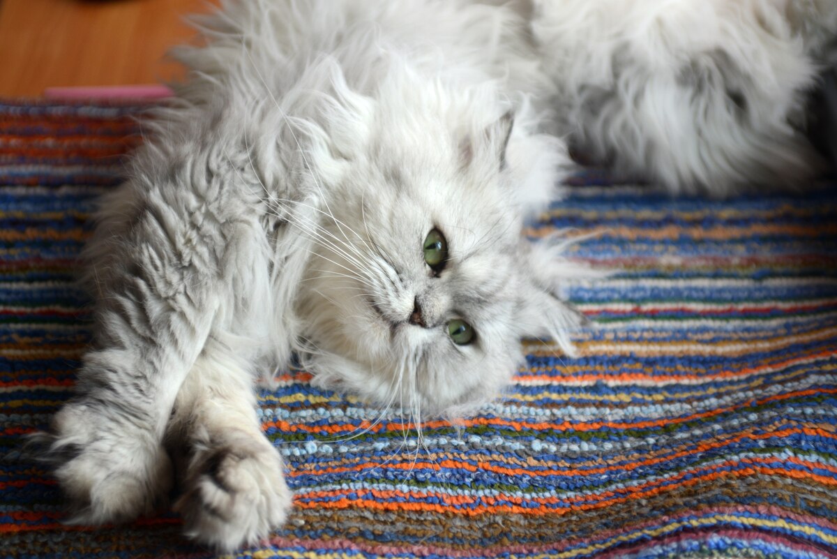Chinchilla cat lying on its side and stretching on the carpet cat