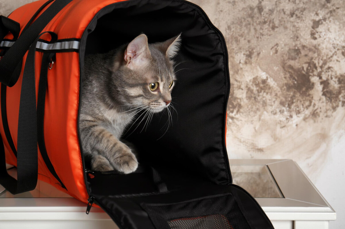 Cat in a carrier bag