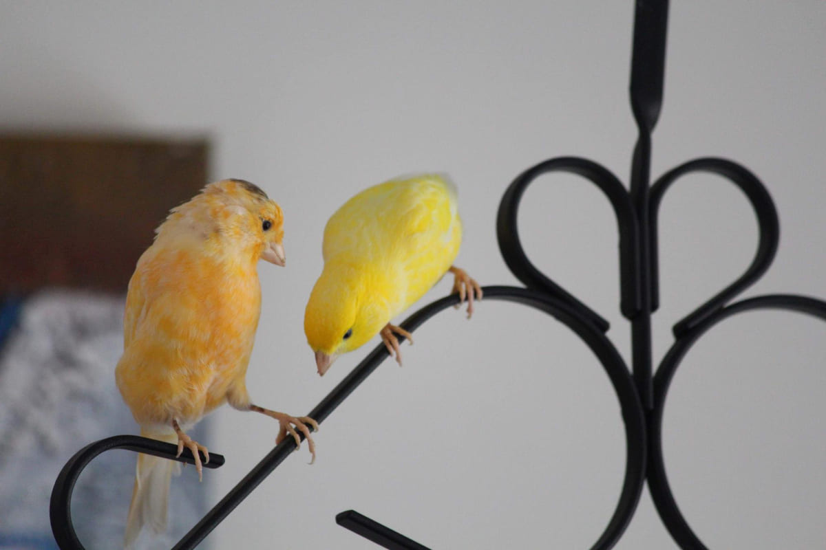 Two canaries standing together on wrought iron
