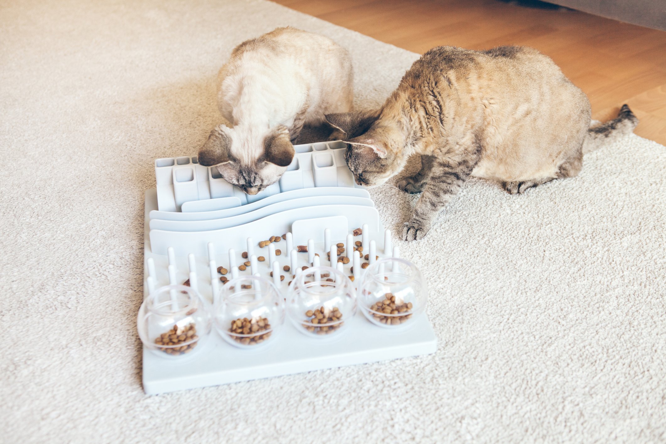 Cats eating from a slow-eating toy