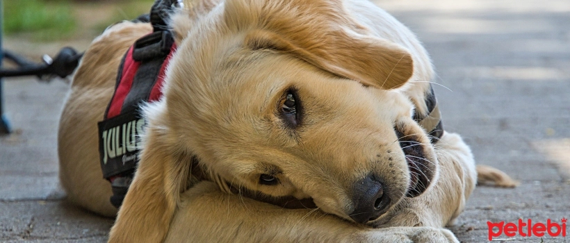 Why Do Puppies Eat Everything?