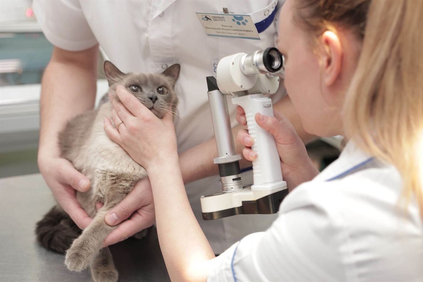 Cats whose eyes are checked by a veterinarian